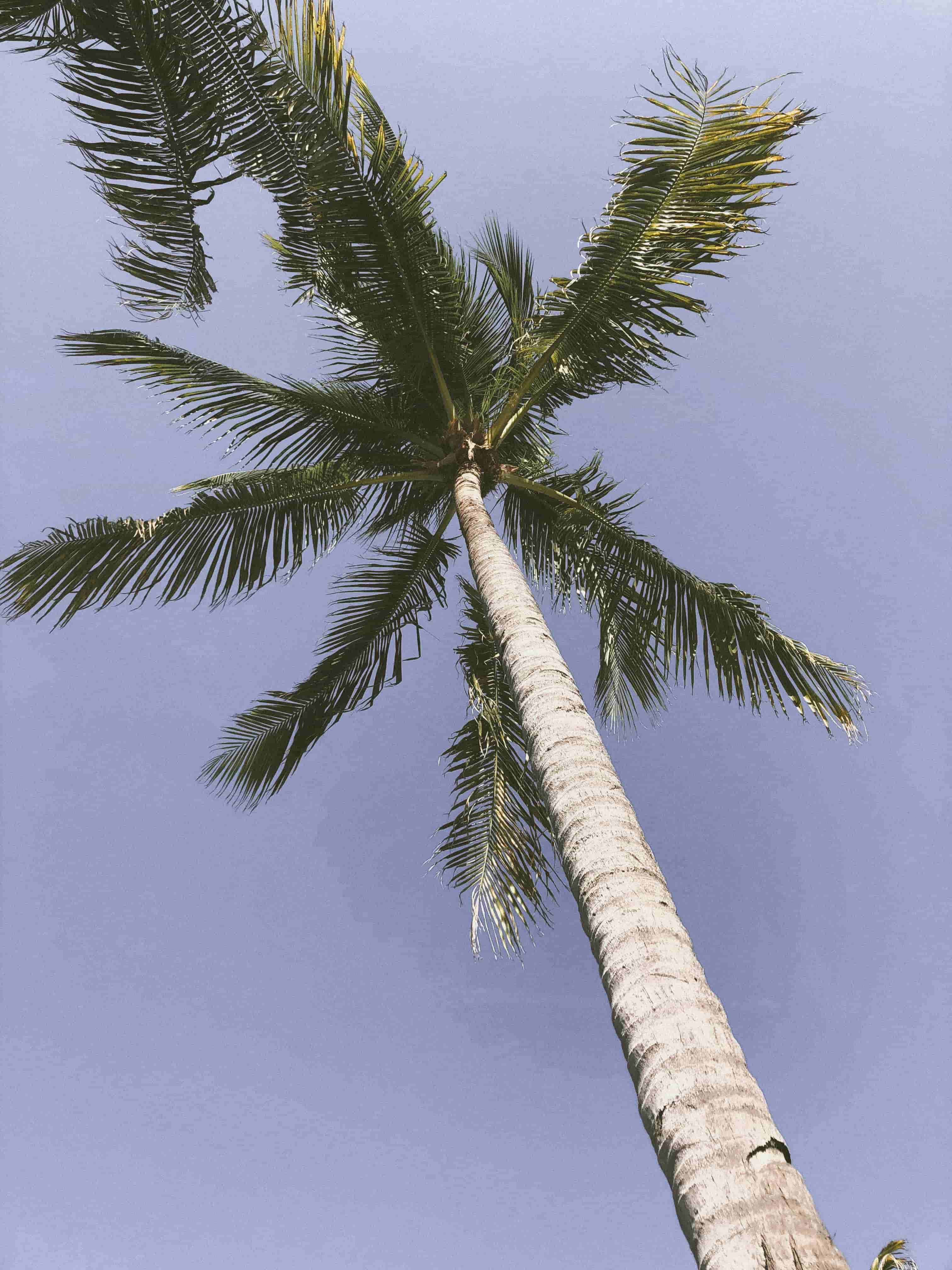 This image provides the FX- Polaroid2 filter to the custom tshirt image. Preview it by clicking here!