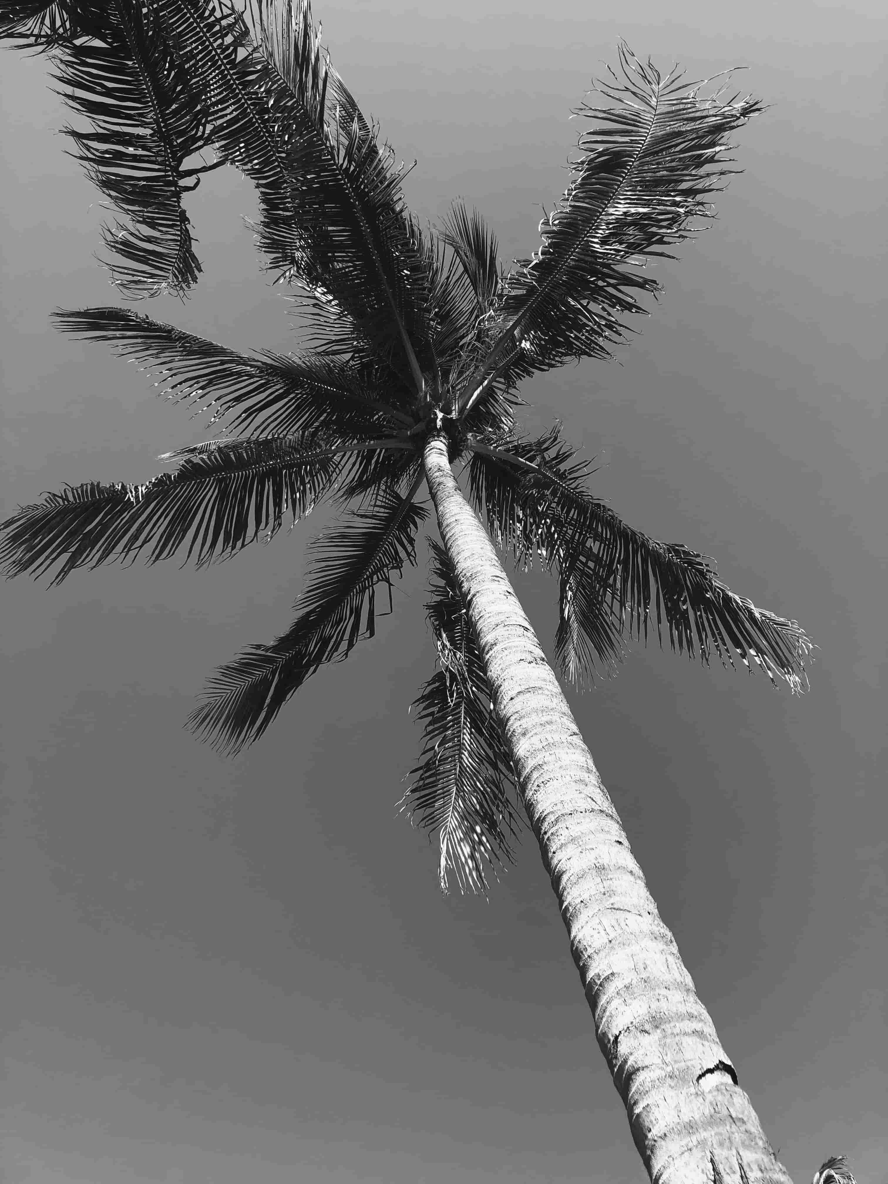 This image provides the B&W- 1 filter to the custom tshirt image. Preview it by clicking here!