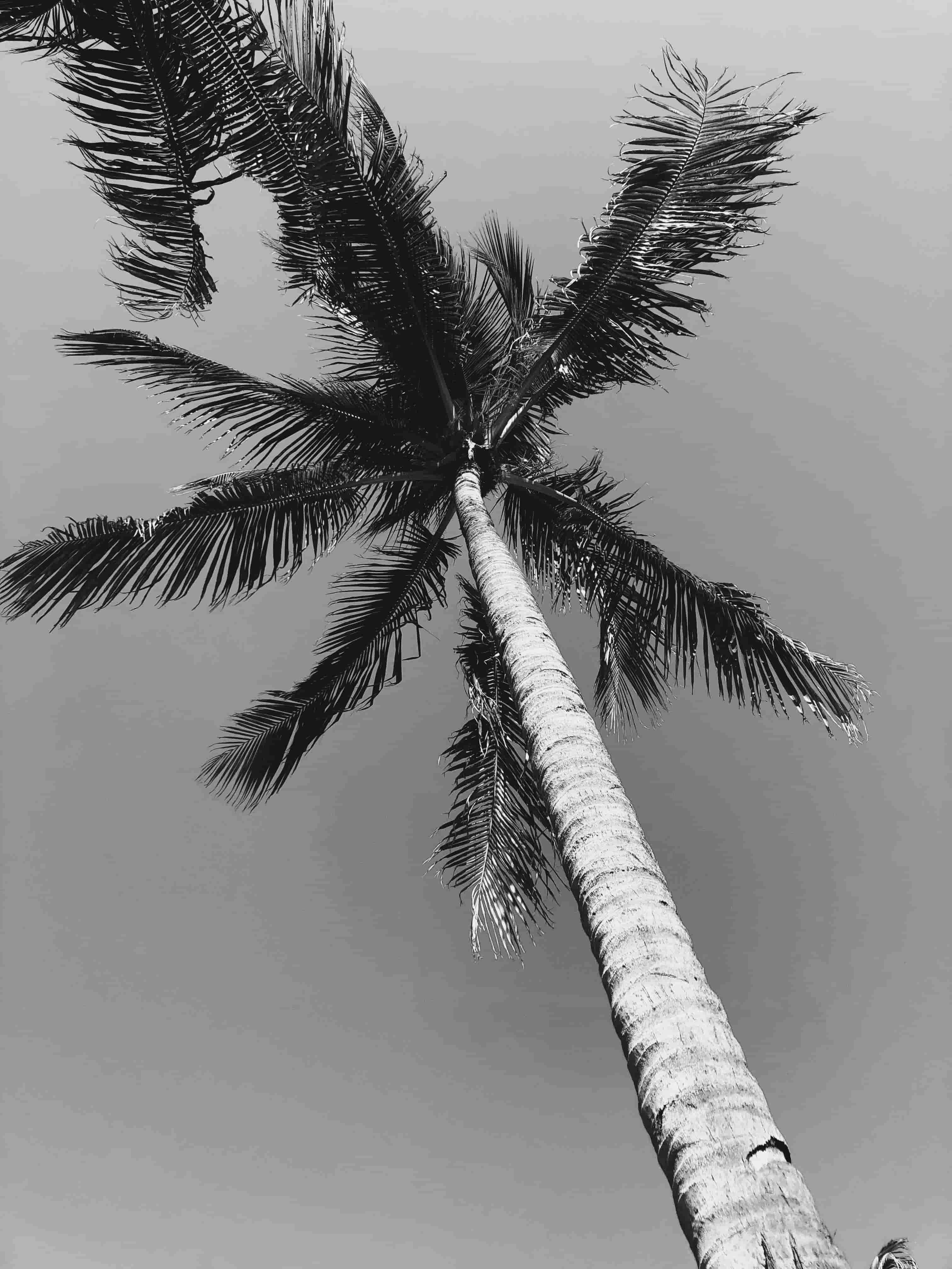 This image provides the B&W- 2 filter to the custom tshirt image. Preview it by clicking here!