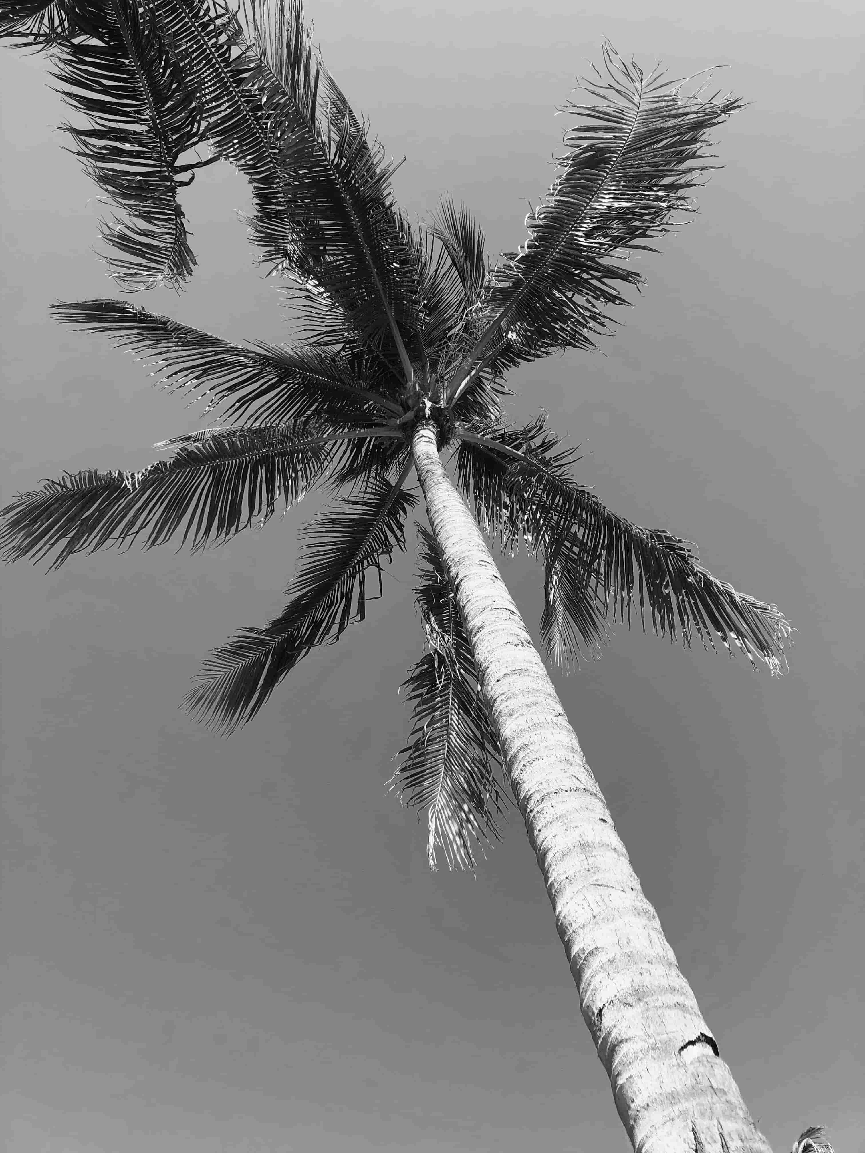 This image provides the B&W- 3 filter to the custom tshirt image. Preview it by clicking here!