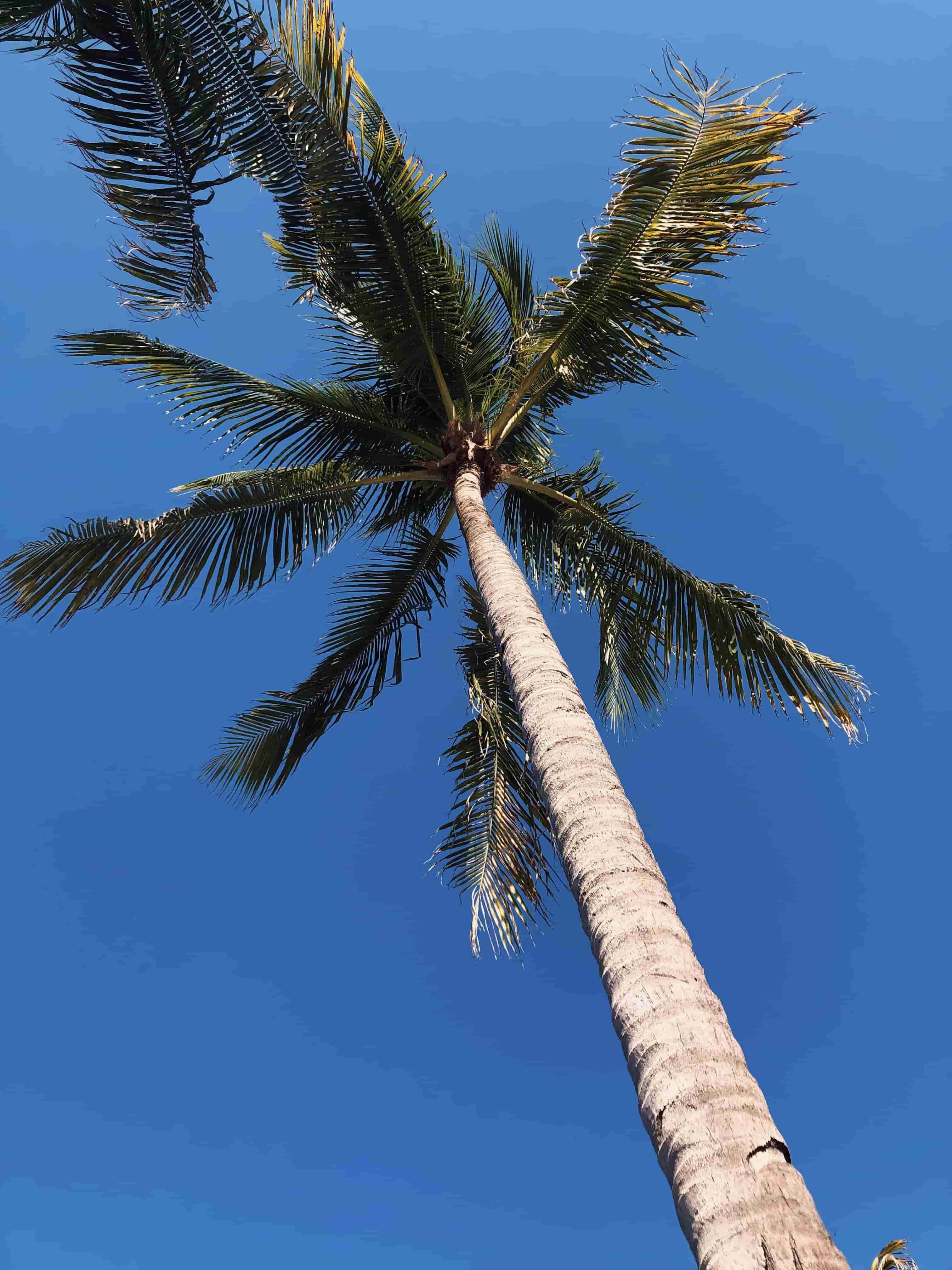 This image provides the Simple- 2 filter to the custom tshirt image. Preview it by clicking here!